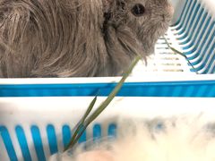 -藦茜花园宠物主题亲子互动体验馆(国顺东路店)
