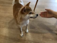 -南京Hallo宠物乐园·哈罗犬舍·柴犬繁育基地