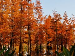 -白鹭湾湿地公园