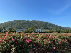 -亚龙湾国际玫瑰谷