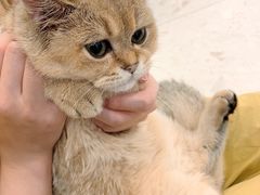 -飞行喵MR PILOT|猫舍·猫咖(静安大融城店)