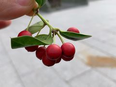 -长生素斋(普陀山店)
