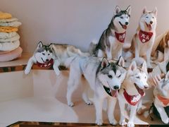 -Husky Go! 哈士奇体验馆·宠物咖啡厅狗咖