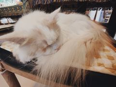 -平行世界·猫咖(首经贸店)