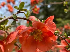 -大兴滨河森林公园