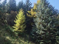 -芦芽山旅游度假区