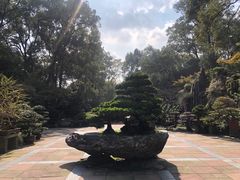 -南山植物园
