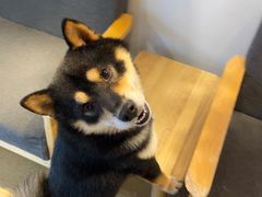 -南京Hallo宠物乐园·哈罗犬舍·柴犬繁育基地