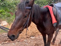 -长虫山生态公园风景林