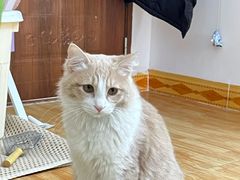 -宠物星动物医院·眼科·异宠·猫科(江南大道总院)