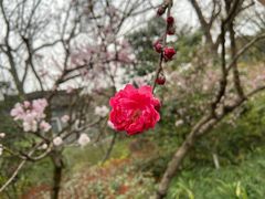 -杭州植物园