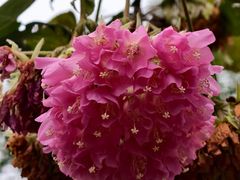 -广西壮族自治区药用植物园