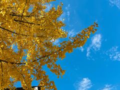 -羊楼洞