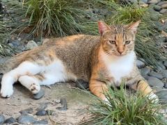 -龙华素斋(龙华路店)