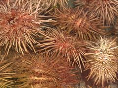 -小铜锣湾海鲜家常菜馆(河西店)