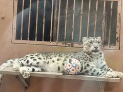-青藏高原野生动物园