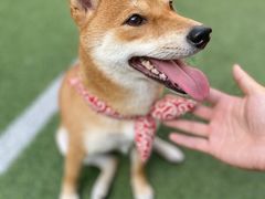 -快网网球俱乐部(长宁区金桥花园球场)