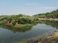 -丁香湖公园