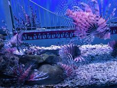 -太平洋海底世界