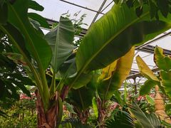 -南宫五洲植物乐园