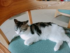 -藏猫猫咖啡主题馆(中央大道店)