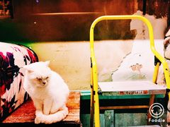 -猫咪博物馆(顶澳仔猫街店)