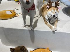 -柴务处·柴犬主题狗咖