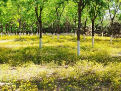 -永定河休闲森林公园