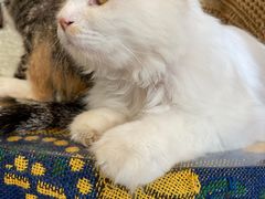-平行世界·猫咖(首经贸店)