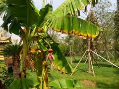 -武清南湖绿博园