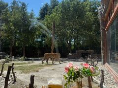 -上海野生动物园老虎餐厅