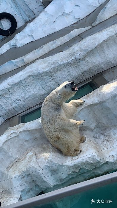 上野動物園-圖片-東京景點-大眾點評網