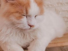 -平行世界·猫咖(首经贸店)