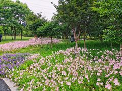 -九里河湿地公园