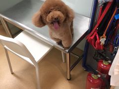 -瑞派·关忠动物医院·猫专科·犬专科(三环新城店)