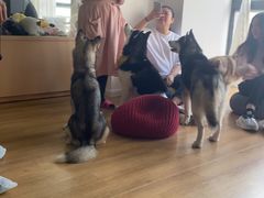 -Husky Go! 哈士奇体验馆·宠物咖啡厅狗咖