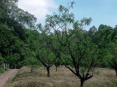 -南国桃园旅游度假区