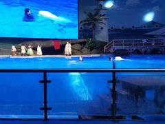 -海合安武汉极地海洋公园