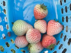 -田趣农庄草莓采摘园