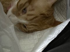-纳吉亚猫专科动物医院·北北分院