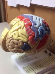 -北京大学第一医院妇产儿童医院