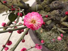 -秀丽东方
