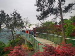 -铁山坪森林公园