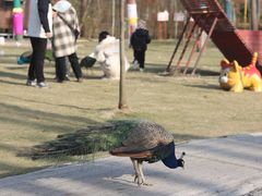 -合肥滨湖国家森林公园