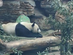 -石家庄市动物园