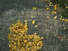 -黄兴公园