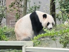 -成都大熊猫繁育研究基地