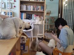 -MOYOYO猫咪咖啡店