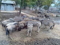 -上海野生动物园
