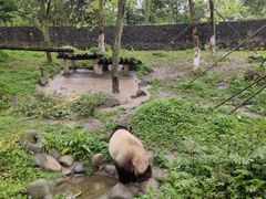 -都江堰中华大熊猫苑